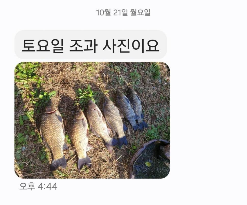 2024년 10월 넷째주 조황정보 용담낚시터사암지사짜 11마리 (유료터정보 - 유료터점주조황)