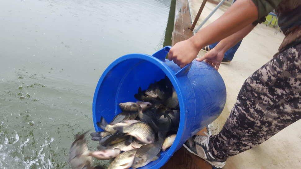 양평 힐링 수곡낚시터 8월 29일 조황 및 붕어방류 안내 (유료터정보 - 유료터점주조황)