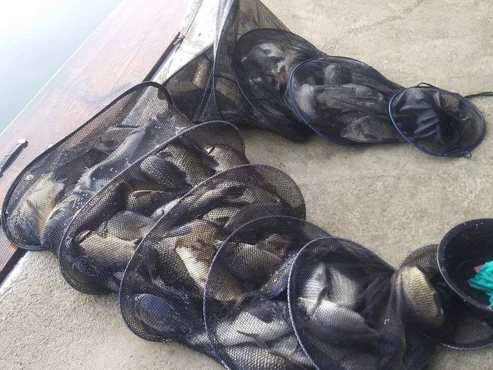 양평 힐링 수곡낚시터 어제 조황도 큰편차없이 고르게 괜찬았습니다 내일도 붕어방류 이어집니다 (유료터정보 - 유료터점주조황)