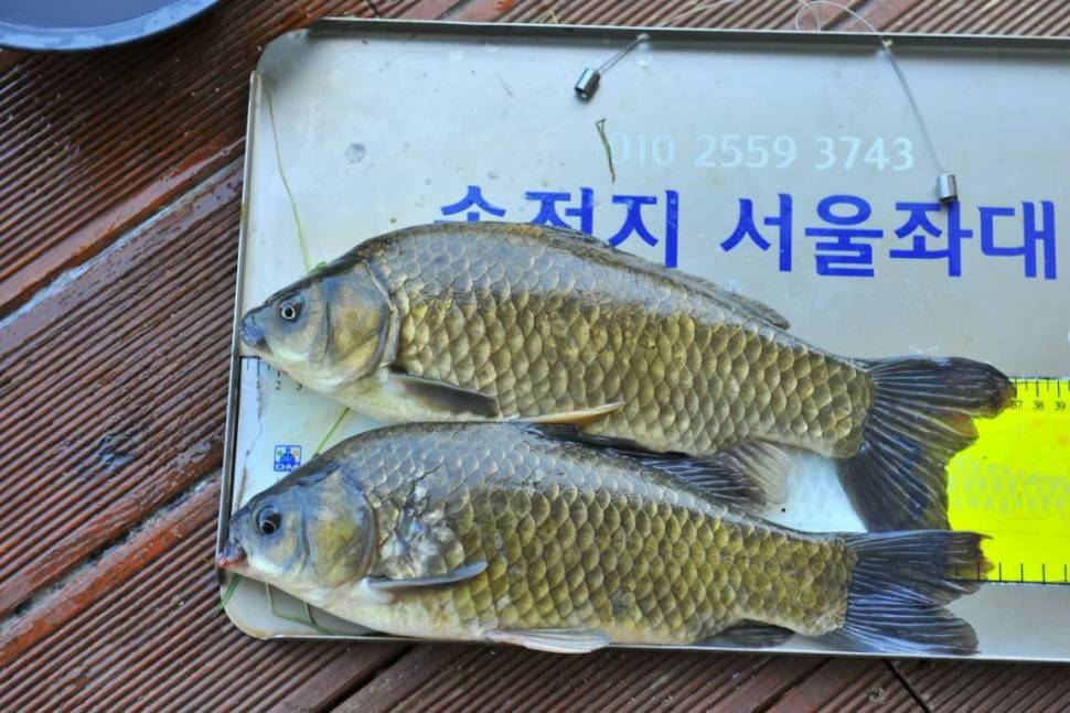 송전지서울좌대9월15일조뢍 (유료터정보 - 유료터점주조황)