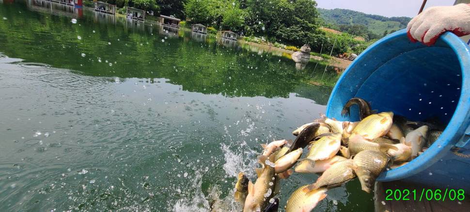 양평 힐링 수곡낚시터 6월둘째주초 조황 및 오늘 붕어 방류 안내 (유료터정보 - 유료터점주조황)