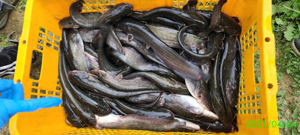 넷째주말 금토 힐링 양평 수곡낚시터 조황 붕어 방류 (유료터정보 - 유료터점주조황)