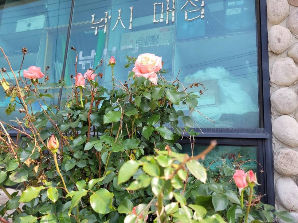 아산 안골지 조황정보 입니다 (유료터정보 - 유료터점주조황)