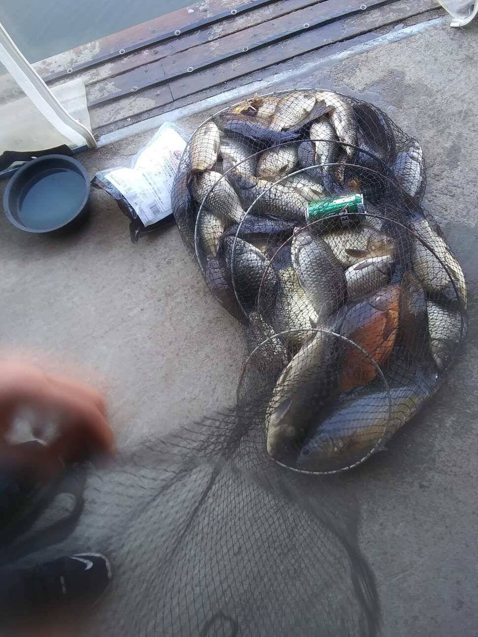 힐링 양평 수곡낚시터 주중 고른 조황이네요수상좌대 할인요금 및 주말 붕어방류 안내 (유료터정보 - 유료터점주조황)