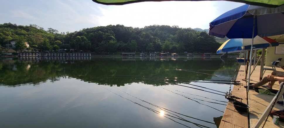 피서낚시 양평 수곡낚시터 월요일 주초조황 및 금일 붕어방류 완료 (유료터정보 - 유료터점주조황)