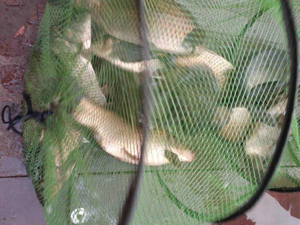 경주 동산낚시터붕어전용잡이터지난주 조황 (유료터정보 - 유료터점주조황)