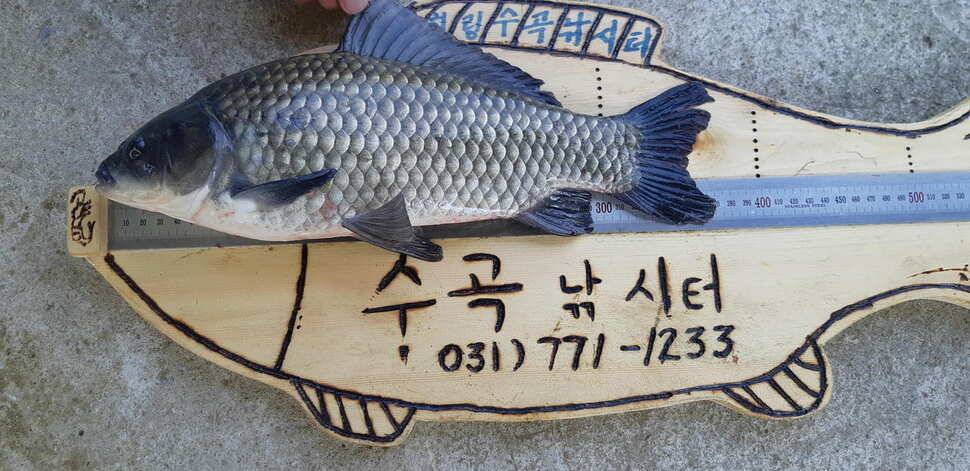 힐링 양평 수곡낚시터 101 첫날 붕어 조황 전포인트 조과 나오며 활성도 좋네요 오늘 붕어방류 완료 (유료터정보 - 유료터점주조황)