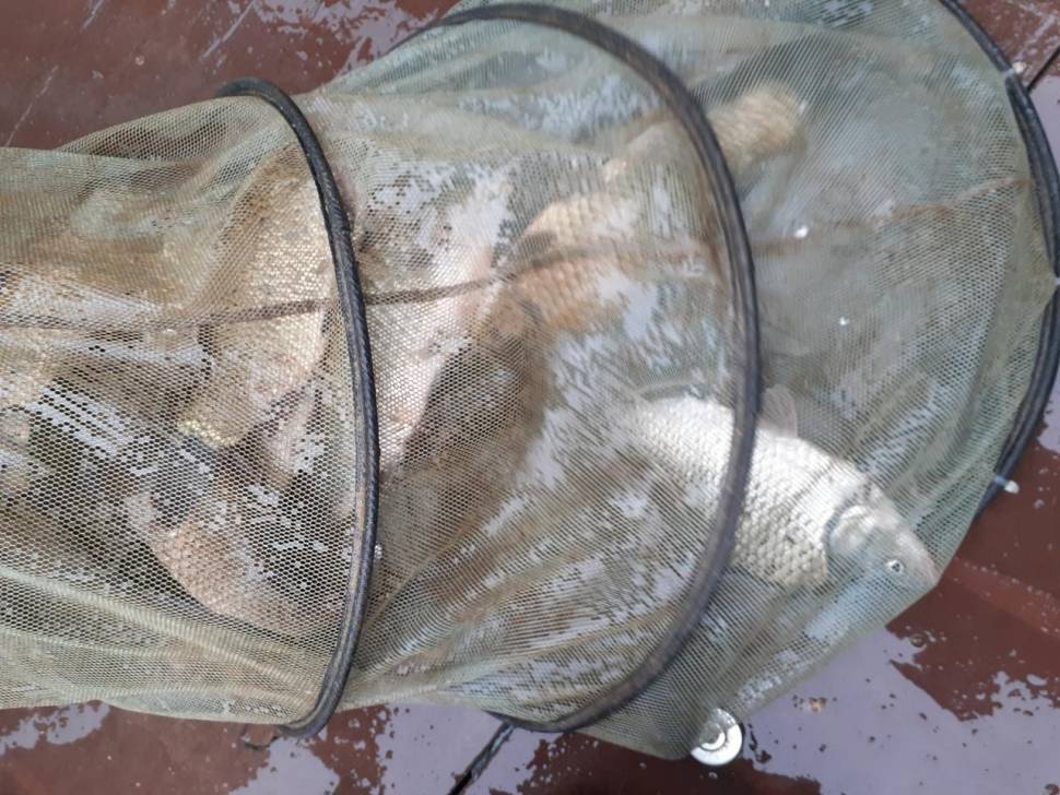 경주 동산낚시터붕어전용잡이터지난주 조황 (유료터정보 - 유료터점주조황)