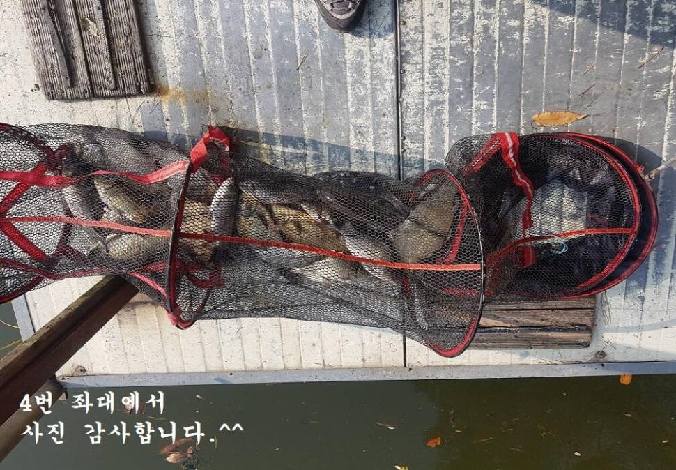 아산신수지 11월 넷째 주말 화보입니다 (유료터정보 - 유료터점주조황)