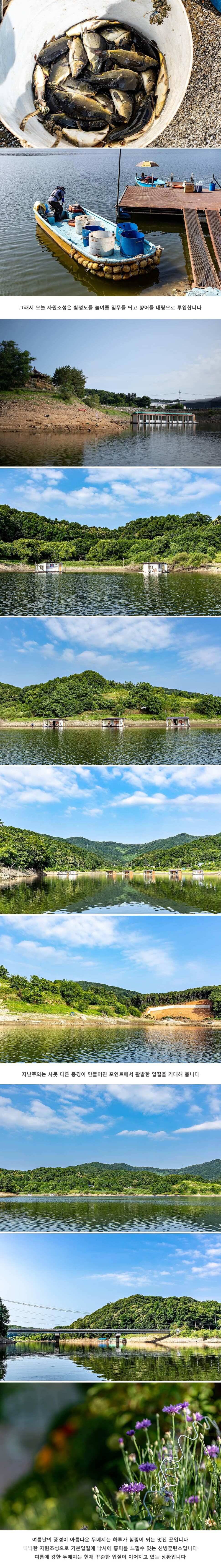 안성 두메낚시터 6월 22일 조황정보 (유료터정보 - 유료터점주조황)