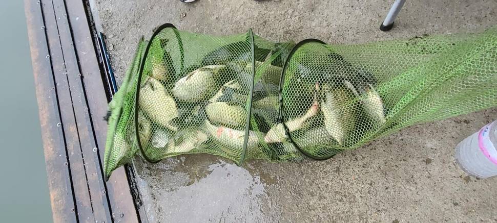 추석 연휴 양평 수곡낚시터 조황 및 붕어 대량 방류 (유료터정보 - 유료터점주조황)