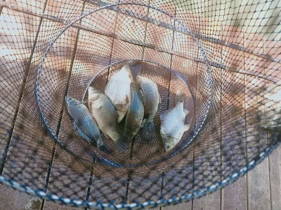 양평 힐링 수곡낚시터 바닥 토종대물 4짜 포함 붕어 마릿수도 꾸준히 늘어납니다 (유료터정보 - 유료터점주조황)