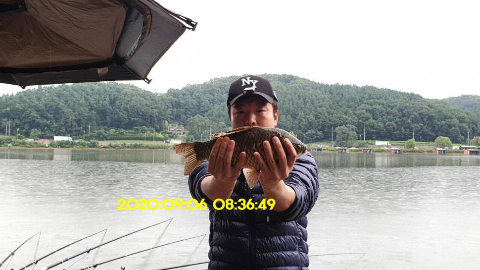 신원낚시터 9월16일 토종붕어 43짜리와 덩어리들 사진입니다 (유료터정보 - 유료터점주조황)