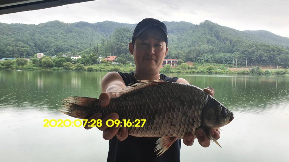 신원낚시터7월29일 토종붕어 방류 소식과 조황입니다 (유료터정보 - 유료터점주조황)