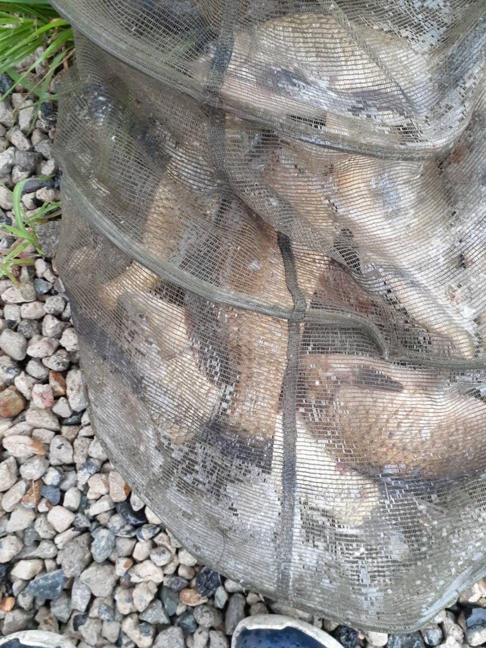 경주 동산낚시터붕어전용잡이터지난주 조황 (유료터정보 - 유료터점주조황)