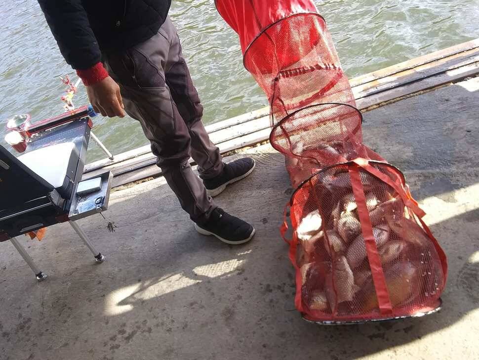 양평 수곡낚시터 조황이 잘 나와주었네요 금일 토종붕어 또 대량 방류 하였습니다 (유료터정보 - 유료터점주조황)