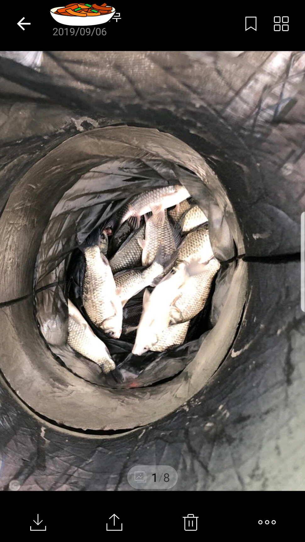 신원낚시터 토종대물 방류 소식과 조황입니다 (유료터정보 - 유료터점주조황)
