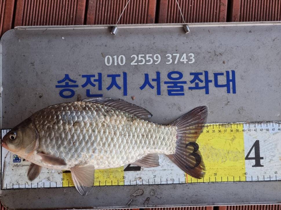 송전지서울좌대조황 (유료터정보 - 유료터점주조황)