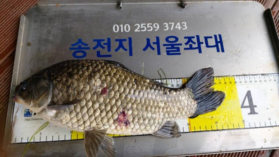 서울좌대에서 이어지는4짜와 덩어리들 (유료터정보 - 유료터점주조황)