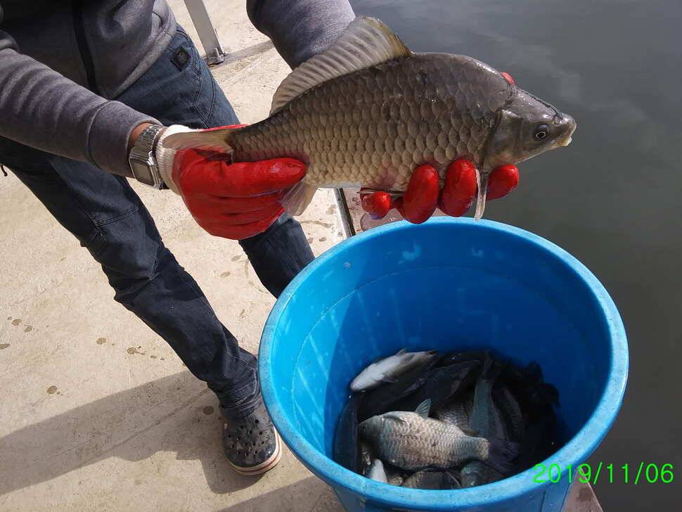 수곡낚시터 오늘도 붕어 대량 하였으며 조황소식 안내드립니다 (유료터정보 - 유료터점주조황)