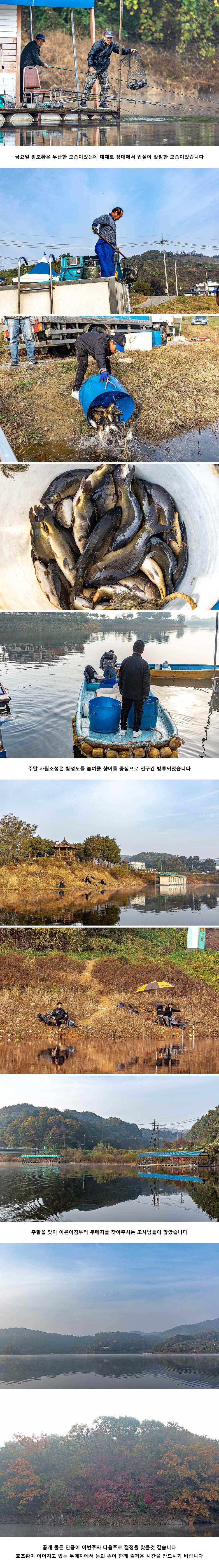 안성 두메낚시터 11월 2일 조황정보 (유료터정보 - 유료터점주조황)