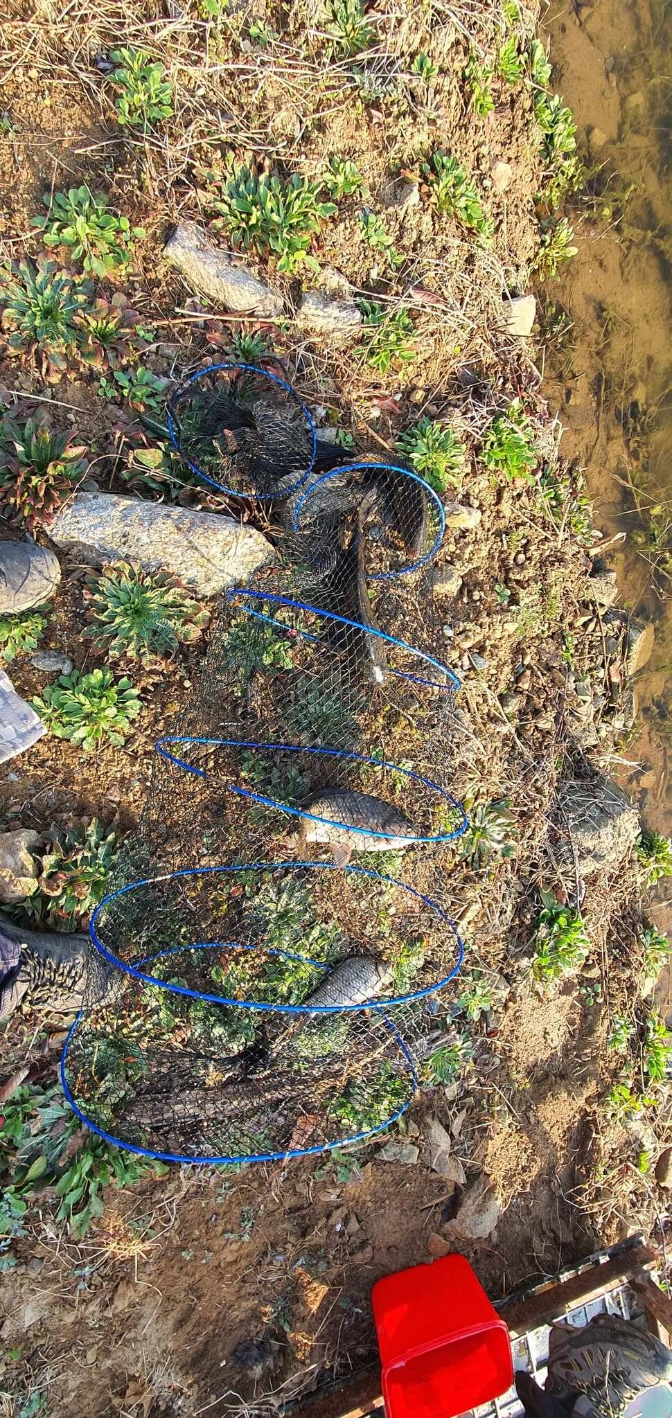 공주 고성낚시터 입니다 (유료터정보 - 유료터점주조황)