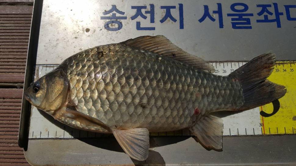 송전지서울집좌대5월10일조황 (유료터정보 - 유료터점주조황)