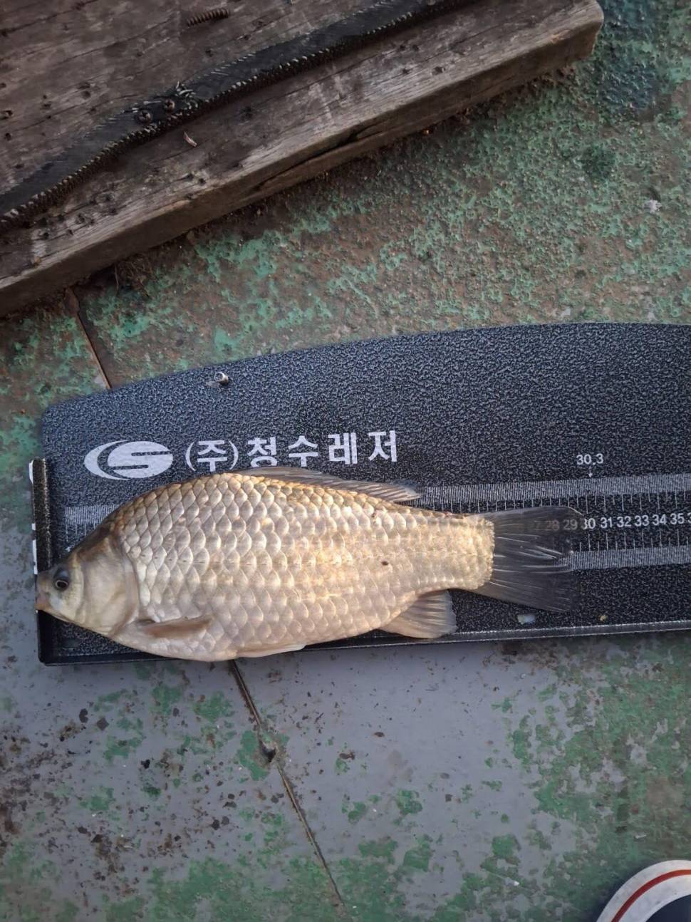 527 아산 안골지 조황정보입니다 (유료터정보 - 유료터점주조황)