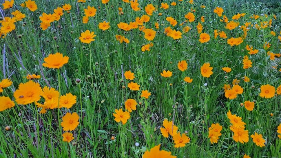 당진 가교리 낚시터 6월 7일 조황입니다 (유료터정보 - 유료터점주조황)
