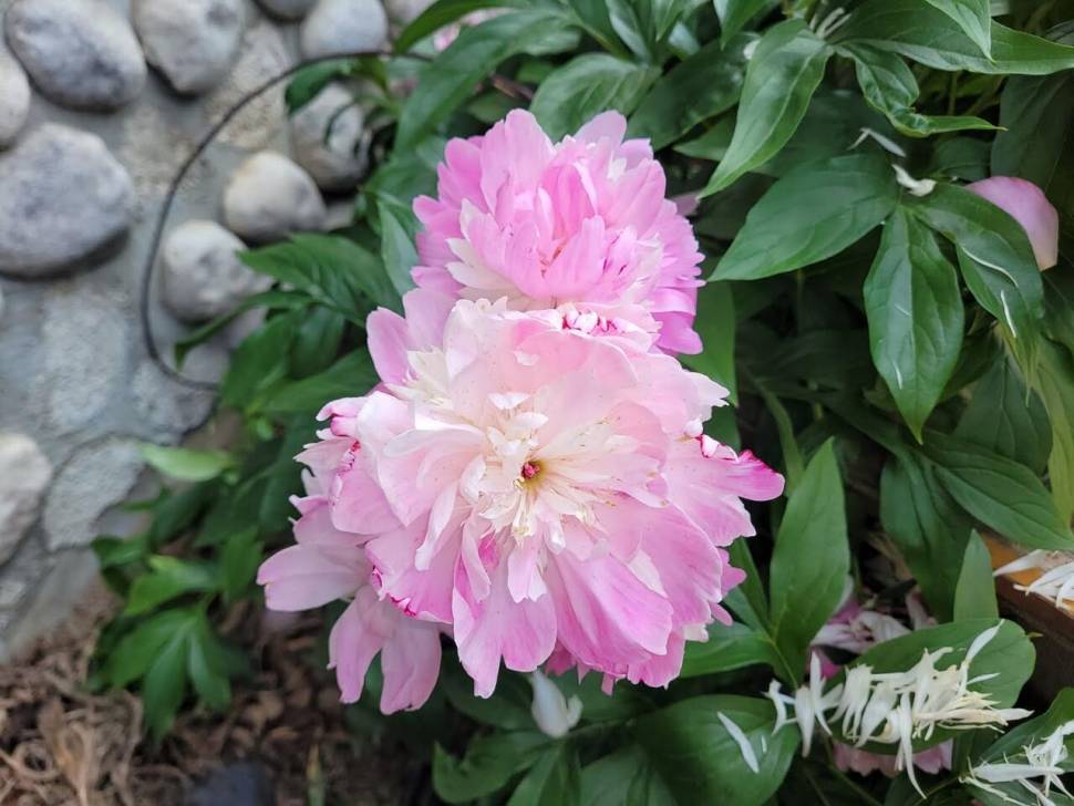 아산 안골지 조황정보 입니다 (유료터정보 - 유료터점주조황)