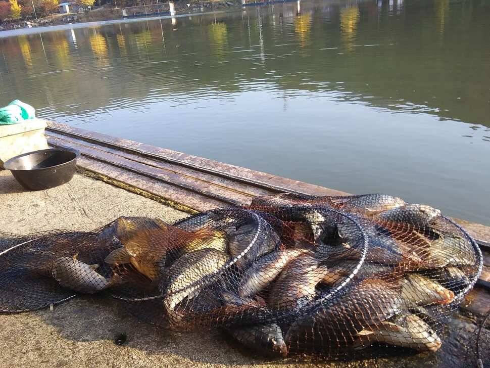 양평 힐링 수곡낚시터 바닥 토종대물 4짜 포함 붕어 마릿수도 꾸준히 늘어납니다 (유료터정보 - 유료터점주조황)