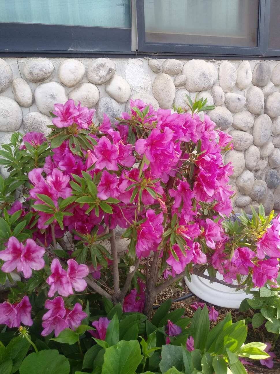 아산 안골지 조황정보 입니다 (유료터정보 - 유료터점주조황)