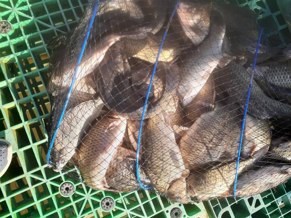 1미터 찌를 몸통까지 올려주는 경주동산낚시터 붕어들 (유료터정보 - 유료터점주조황)