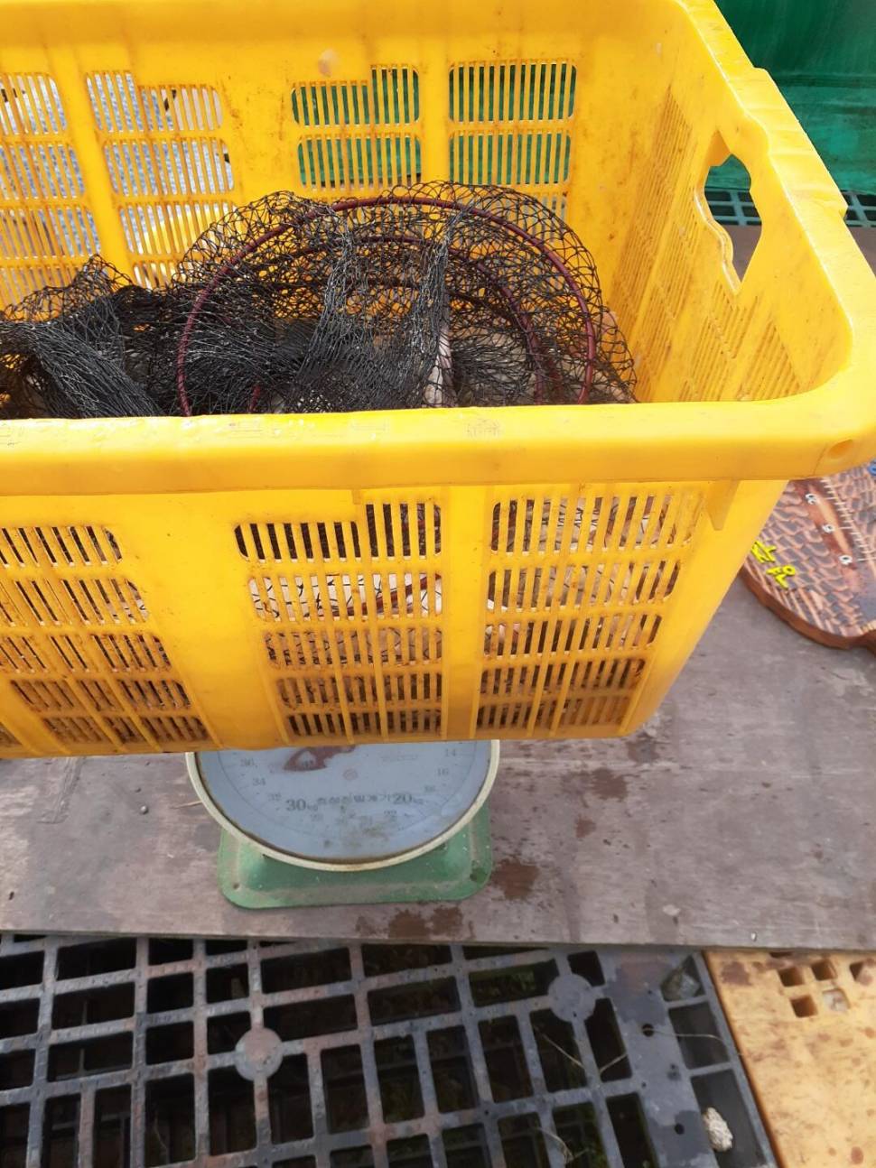 경주 동산낚시터붕어전용잡이터지난주 조황 (유료터정보 - 유료터점주조황)