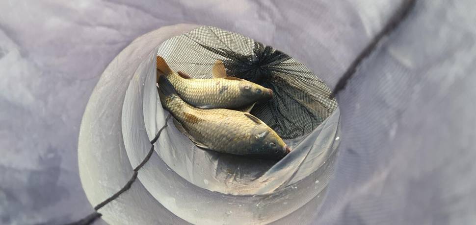 공주 고성낚시터 입니다 (유료터정보 - 유료터점주조황)