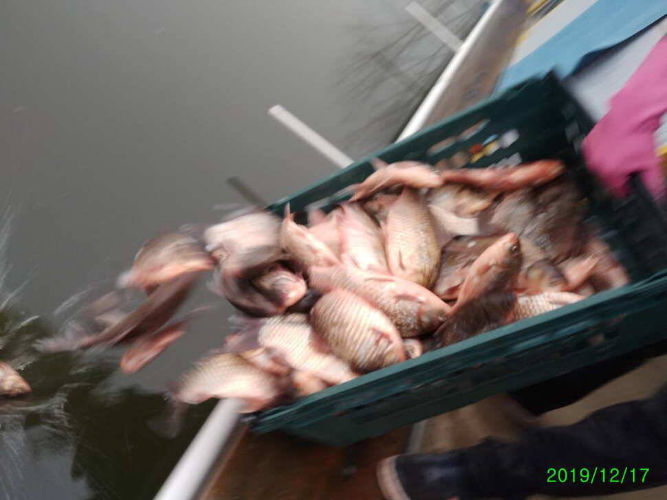 수곡낚시터 토종붕어 대량 방류 완료 및 붕어 조황도 좀더 좋아지네요 (유료터정보 - 유료터점주조황)
