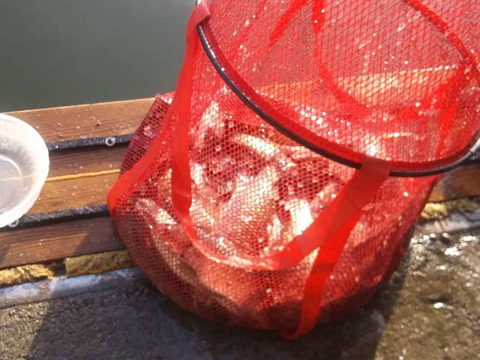 양평 힐링 수곡낚시터 어제 조황도 큰편차없이 고르게 괜찬았습니다 내일도 붕어방류 이어집니다 (유료터정보 - 유료터점주조황)