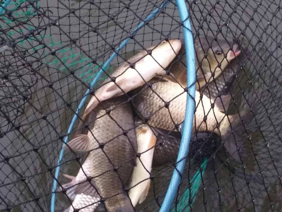수곡낚시터 4짜 대물붕어가 또 나왔습니다 주말 조황 붕어방류 소식전합니다 (유료터정보 - 유료터점주조황)