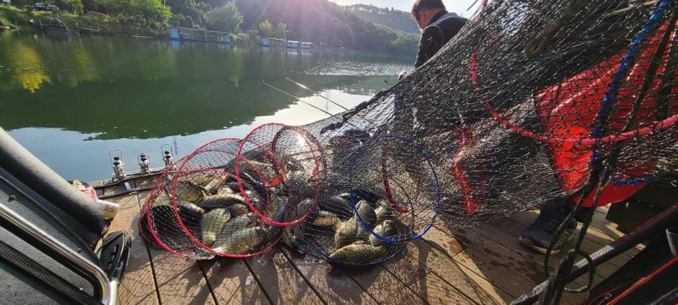 초가을시즌 양평 수곡낚시터 금요일 어제도 고른조황이며 금일 수입붕어 방류완료 (유료터정보 - 유료터점주조황)