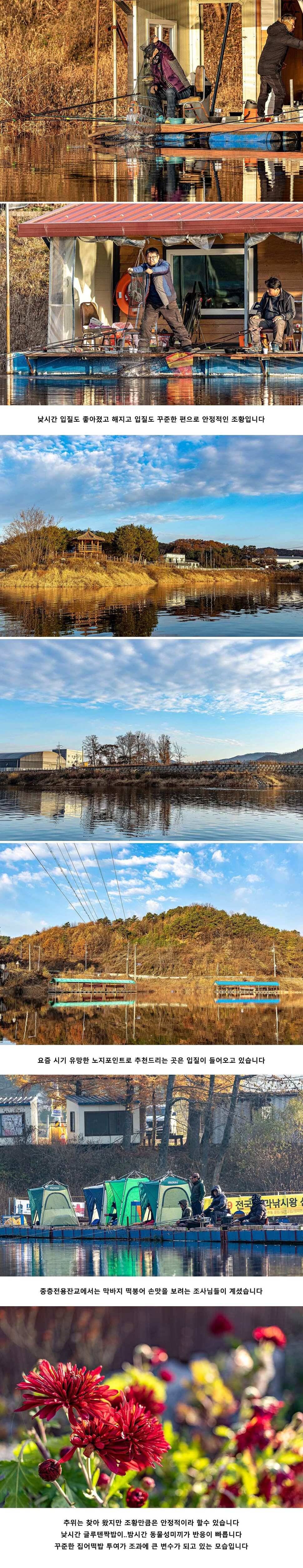 안성 두메낚시터 11월 22일 조항정보 (유료터정보 - 유료터점주조황)
