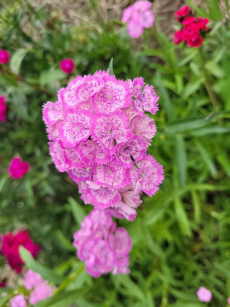 아산 안골지 조황정보 입니다 (유료터정보 - 유료터점주조황)