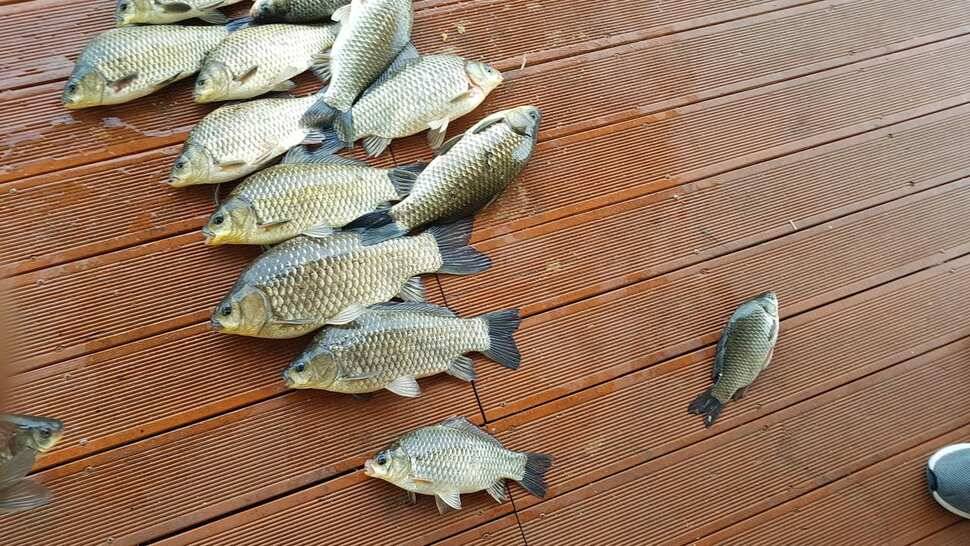 손맛이 즐거워요 (유료터정보 - 유료터점주조황)
