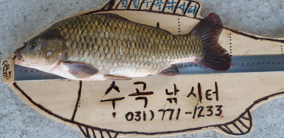 양평 수곡 낚시터 좋은 조황이 포인트별 큰 편차없이 고르게 나와줍니다 (유료터정보 - 유료터점주조황)