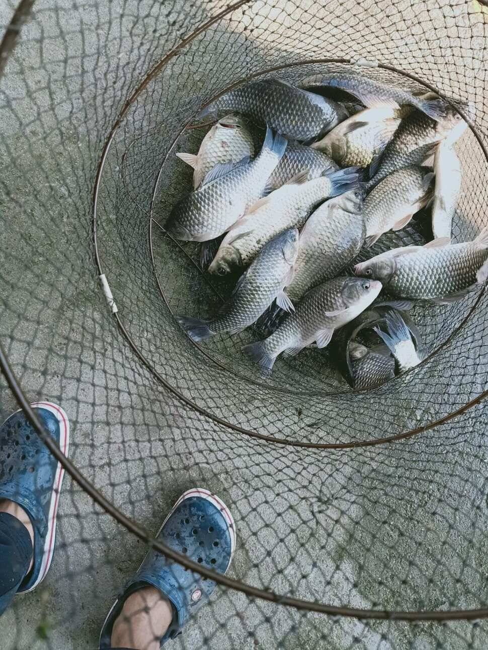 양평 수곡낚시터 10월 23일 붕어 조황 조금더 나아졌습니다 (유료터정보 - 유료터점주조황)