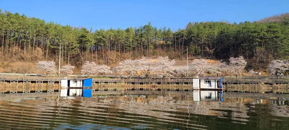 공주 고성낚시터 입니다 (유료터정보 - 유료터점주조황)