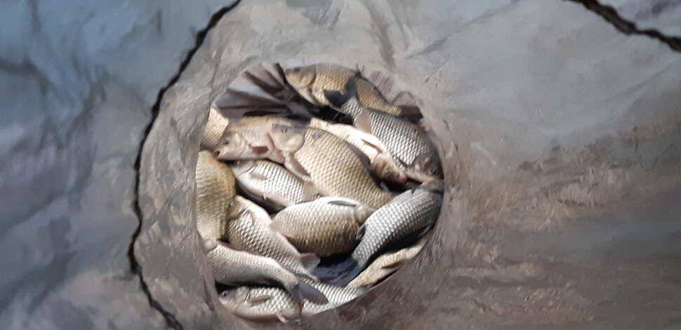 힐링 수곡낚시터 주말금요일 큰편차없이 고른 조황이 나옵니다 (유료터정보 - 유료터점주조황)