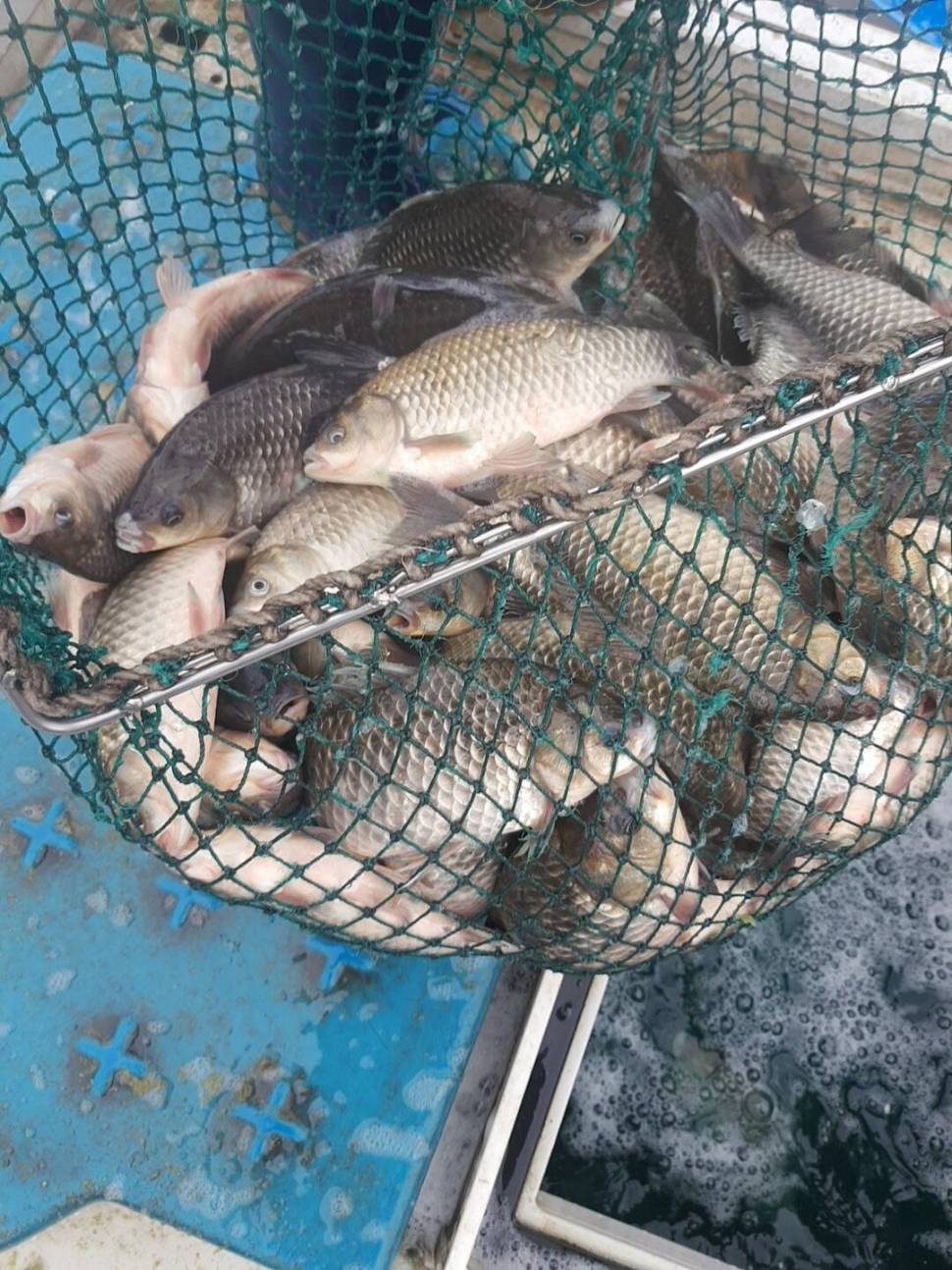 충북 괴산군 오가리 낚시터 4월 6일 개장 맞이 토종붕어 대량 방류 하였습니다 (유료터정보 - 유료터점주조황)