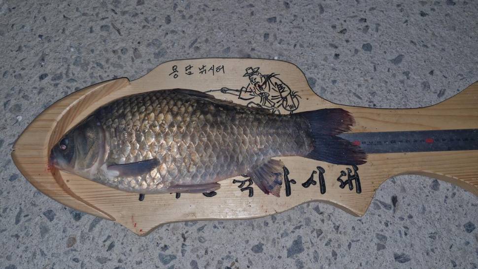 2024년 6월 둘째주 조황정보 용담낚시터사암지 4짜 4마리 (유료터정보 - 유료터점주조황)