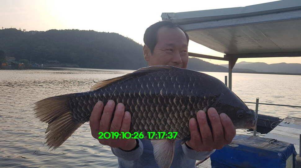 신원낚시터 10월29일 또다시 토종 49센티가 등장 했습니다 (유료터정보 - 유료터점주조황)