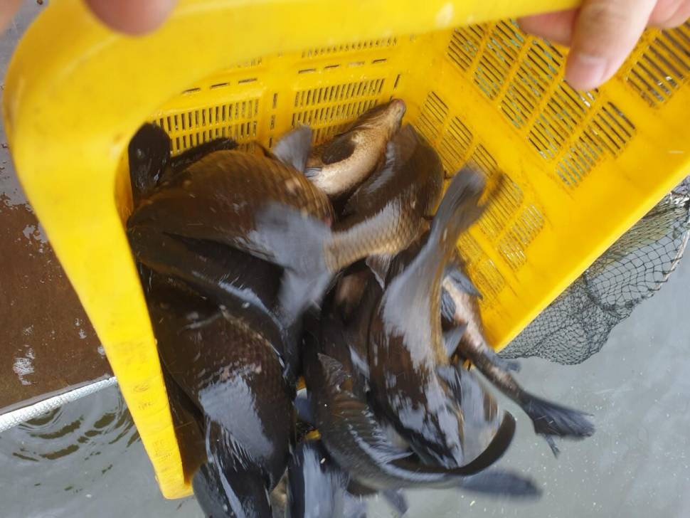 경주 동산낚시터붕어 전용잡이터지난주 조황 (유료터정보 - 유료터점주조황)